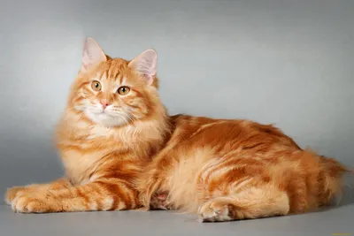Наглый рыжий кот - красивые фото