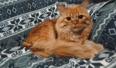 Очень красивый пушистый рыжий кот с…» — создано в Шедевруме