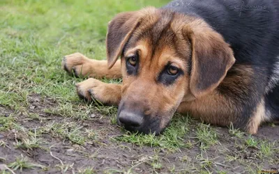 Демодекоз собак и кошек – статья о лечении животных ИВЦ МВА