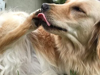 Запах из ушей у собаки - причины и лечение