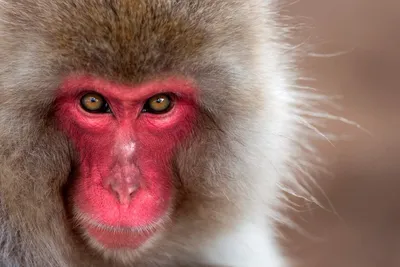 7 небанальных фактов о приматах | Популярная наука | Дзен