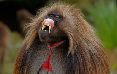 Красная обезьяна на парке стоковое изображение. изображение насчитывающей  красно - 71624743