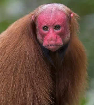 Красная обезьяна на ветке.Векторная иллюстрация. Stock Illustration | Adobe  Stock