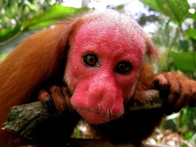 Красная обезьяна Uakari в Амазонке Стоковое Изображение - изображение  насчитывающей млекопитающее, примат: 109431887