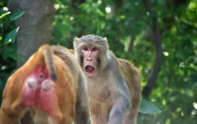 Красная обезьяна ревуна стоковое фото. изображение насчитывающей кургана -  131786638