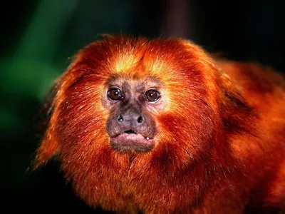 Красная обезьяна стоковое изображение. изображение насчитывающей усаживание  - 88215443