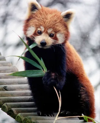 Красная панда фото фотографии