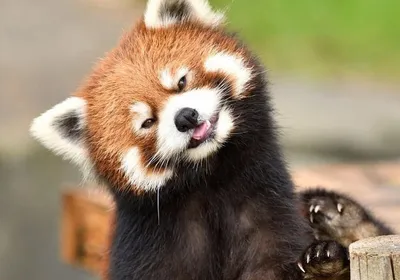Красная панда исчезла из французского зоопарка - АЗЕРТАДЖ
