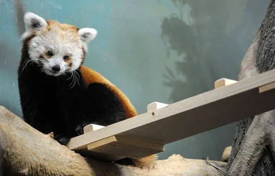 Редкая красная панда родилась в берлинском зоопарке: милое видео - Новости  в мире - 24 Канал