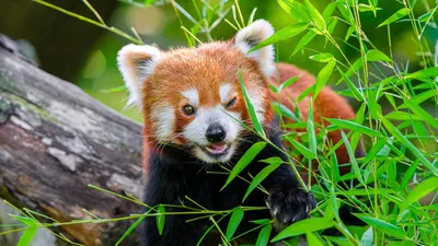 Скачать 800x1280 малая панда, панда, высунутый язык, милый, забавный,  бамбук, ветки обои, картинки samsung gal… | Красная панда, Красные панды,  Самые милые животные
