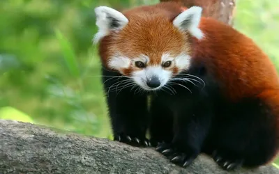 Красная панда (лат. Ailurus fulgens) , фотографии красной или малой панды