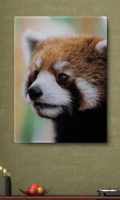 Картина на стекле 30х30 см «Красная панда» по цене 521 ₽/шт. купить в  Саратове в интернет-магазине Леруа Мерлен
