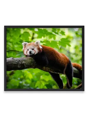 Купить Красная панда NICI 28см TT1319 Мягкие игрушки - цена от 529 ₽ в  Евпатории