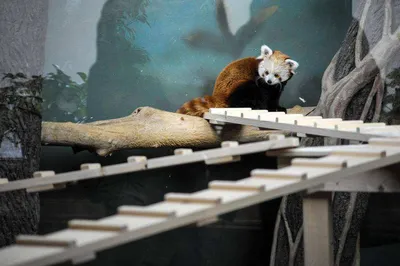 Доставка красная панда по Караганде - Арт-букет