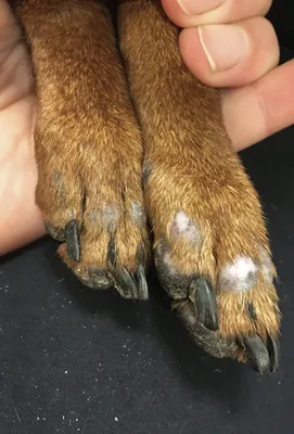 Листовидная пузырчатка у собак - пемфигус листовидный