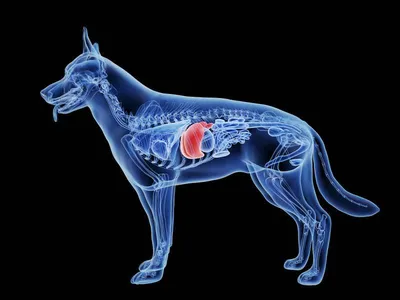 Клинический случай. Системная красная волчанка (systemic lupus  erythematosus) у собаки. - ВЕТЕРИНАРНАЯ КЛИНИКА ИМЕНИ АЙВЭНА ФИЛЛМОРА