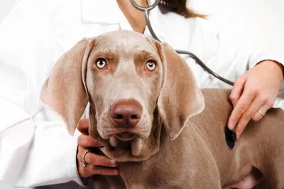 Остеоартрит у собак: симптомы и лечение | Hill's
