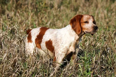 Бретонский эпаньоль (Brittany) - это умная, активная и дружелюбная порода  собак. Фото, отзывы и описание.