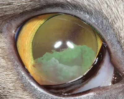 Блефарит у кошек и собак | Ветеринарная клиника доктора Шубина