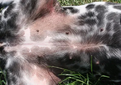 Гіперпігментація шкіри у собак та вовни - Syndrome Kushinga