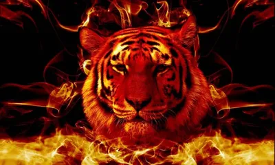 Красный тигр (30 фото)