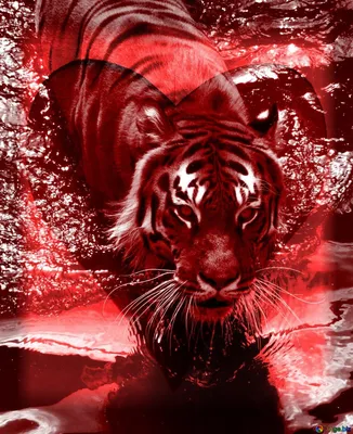Красный тигр стоковое фото. изображение насчитывающей красно - 28553660