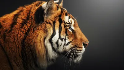 Красный дымчатый фон голова тигра красивая картинка, созданная  искусственным интеллектом | Премиум Фото