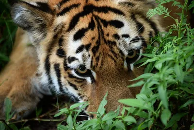 жирный красный тигр стоковое изображение. изображение насчитывающей звеец -  212929047