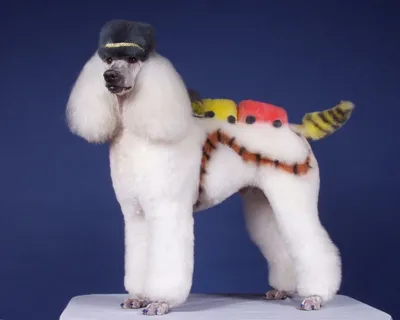 Модные стрижки для собак - BarberPet