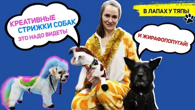 Креативный груминг собак и кошек | Москва, Фили | Зоосалон у Мишки