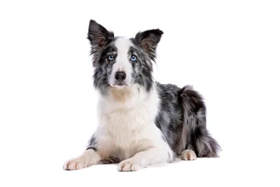 Баланопостит собак | Ветеринарная клиника доктора Шубина