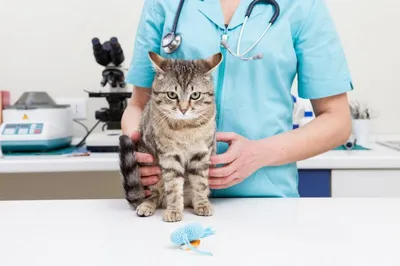 Крипторхизм у котов: что это, типы аномалии, лечение - Умная ветеринария