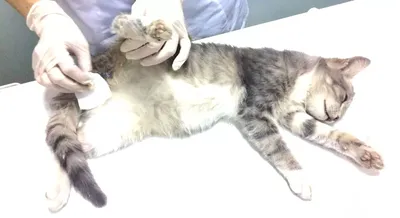 Стерилизация кошки: 🐈 описание, виды, как проводят операцию