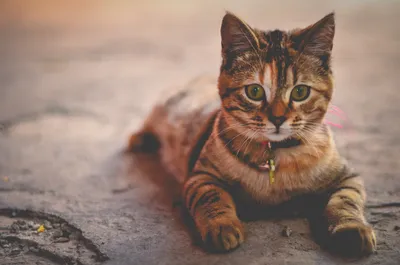 Кастрация кота на дому от 2600 рублей - Сеть Ветеринарных Центров «МЕДВЕТ»