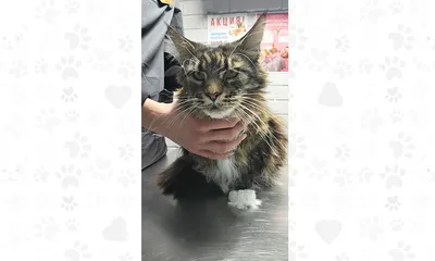 Чеширский кот. Ветеринарная клиника | Moscow