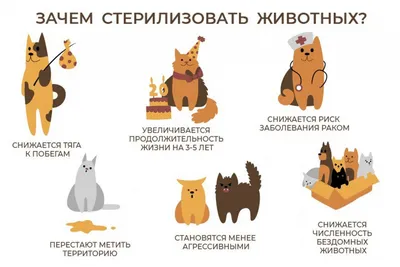 Кастрация котов и стерилизация кошек в СПб - цены, запись на прием |  ветклиника Поливет