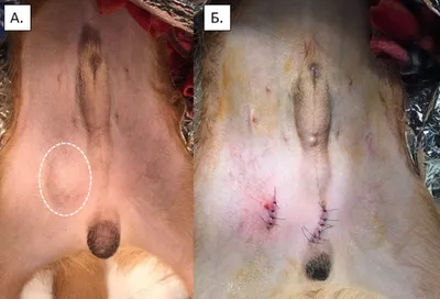 Крипторхизм у собак и котов: виды, фото, последствия и лечение