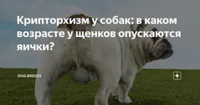 Стерилизация и кастрация собак - «Почему я начала бояться одного слова  \"кастрация\" узнаете в моем отзыве» | отзывы