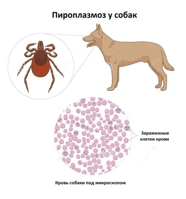 Заболевания яичек у собак: виды, причины, симптомы и лечение | Блог  ветклиники \"Беланта\"