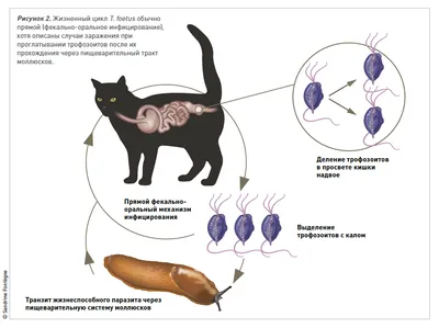 Кровь в кале у кошки: причины и лечение. что это значит и как действовать  хозяину? | Домашние животные - самое важное | Дзен