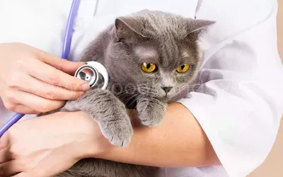 Кровь в кале у кошки: причины, симптомы, лечение - ветклиника \"в Добрые  Руки\"