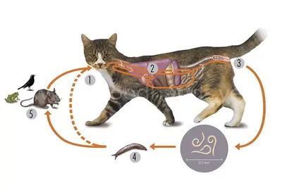 Как понять что у кошки глисты: советы по лечению гельминтоза - Зоомагазин  MasterZoo
