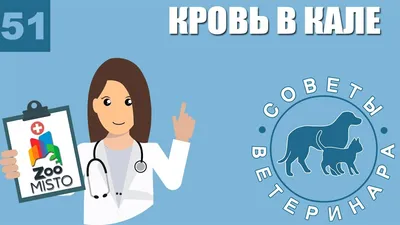 Инородное тело желудка и кишечника | Ветеринарная клиника доктора Шубина