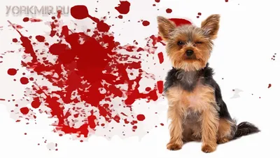 Кровь в кале у собаки - Ветеринарный госпиталь