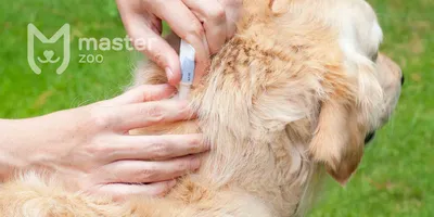 Как понять, что у собаки глисты: основные признаки и симптомы