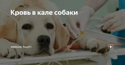 Почему кал у собаки стал черным: опасные и неопасные причины | ВКонтакте