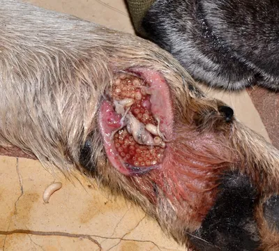 Кровь в кале у собак: причины, диагностика, лечение | Домашние животные -  самое важное | Дзен