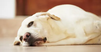Почему собака ездит на попе: причины и лечение
