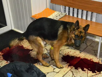 Кровь в кале... - ГБУСО Управление ветеринарии Екатеринбурга | Facebook