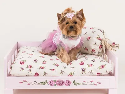 Кровать для собаки. Купить или сделать заказ можно на сайте